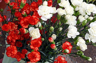red and white Carnations closeup photo HD wallpaper